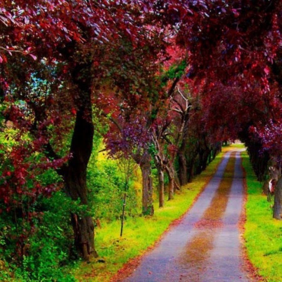 Природа замечательная. Аллея влюбленных Испания что за деревья. Fasillar. Beautiful Lanes. Фоон Манзара цфветое.