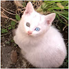 What could Lumi Towncat buy with $2.4 million?