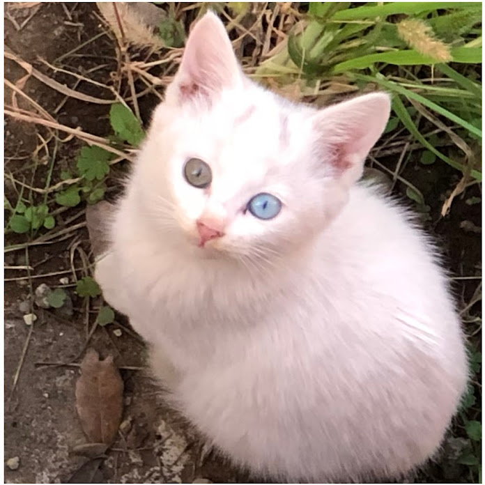 Lumi Towncat Net Worth & Earnings (2026)