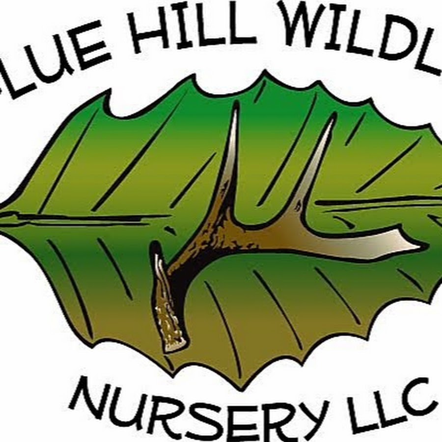 Blue Hill Wildlife Nursery - YouTube