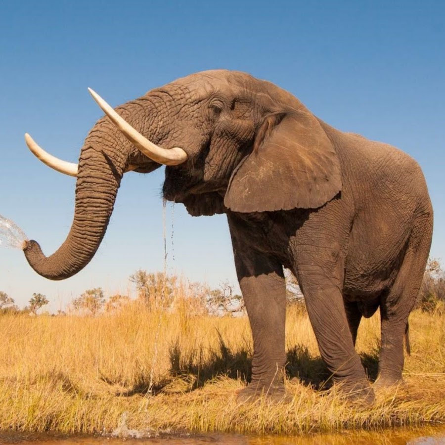 Звук слоника. Звук слона. Сафари со слонами. Elephant 2022. К чему снятся слоны.