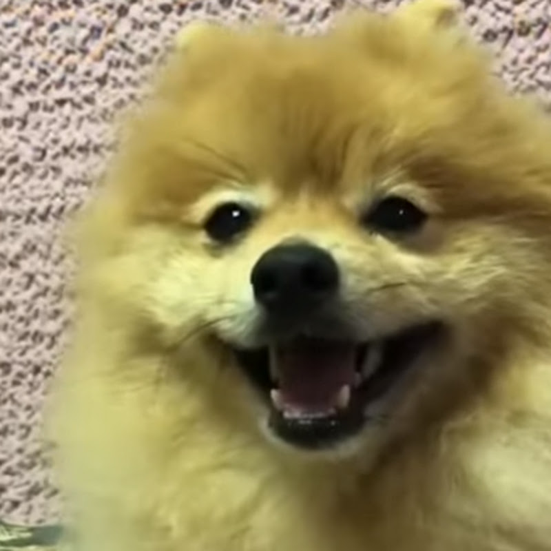 バラエティチャンネルのユーチューブ Youtuber665