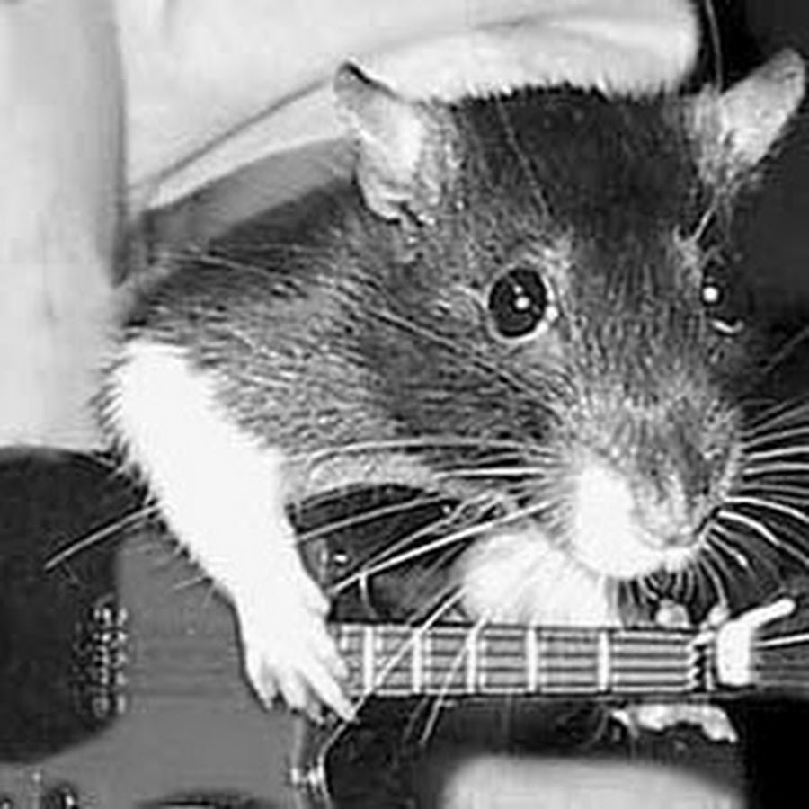 Картинка крыса с сигаретой