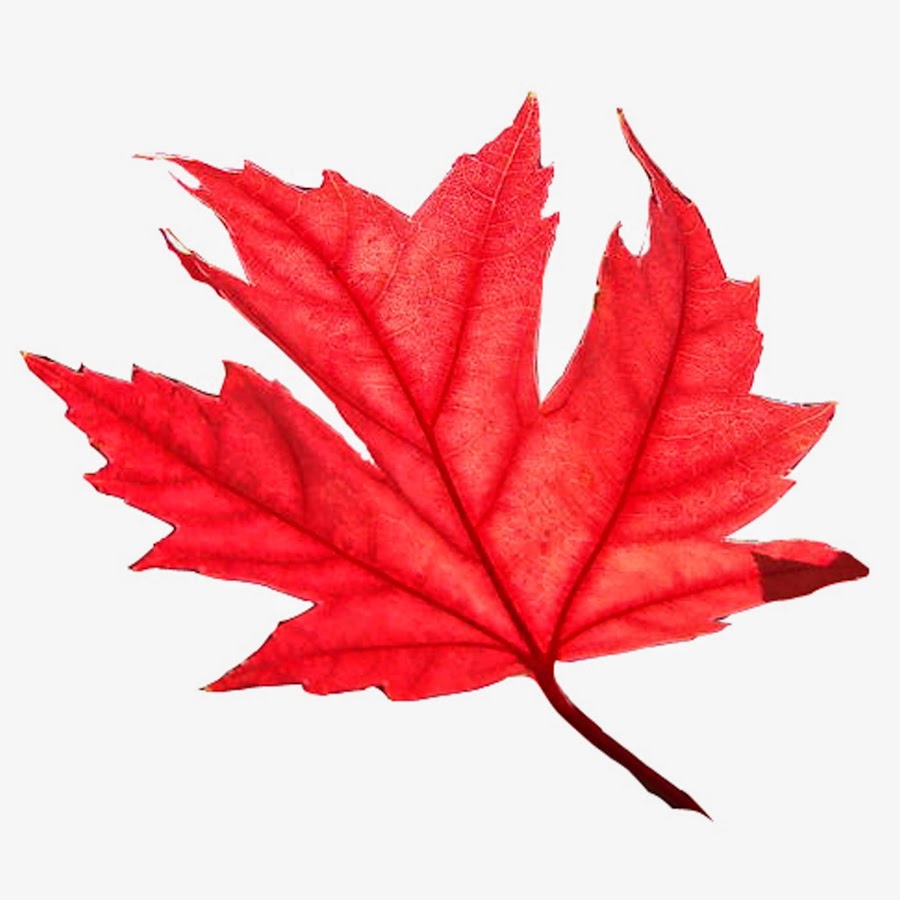 Осенние листья обложка. Leaves song. Осенняя обложка. Red leaf производитель. Яз.