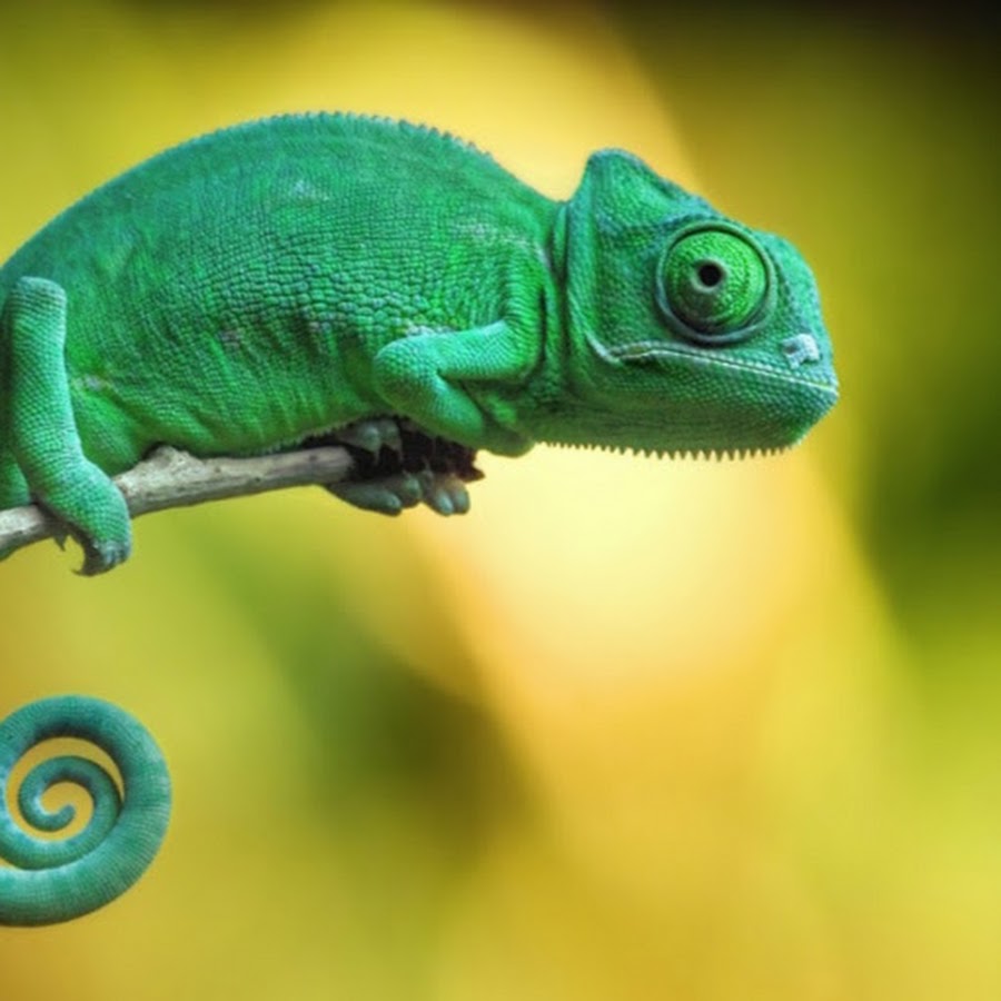 Chameleons As Pets - YouTube