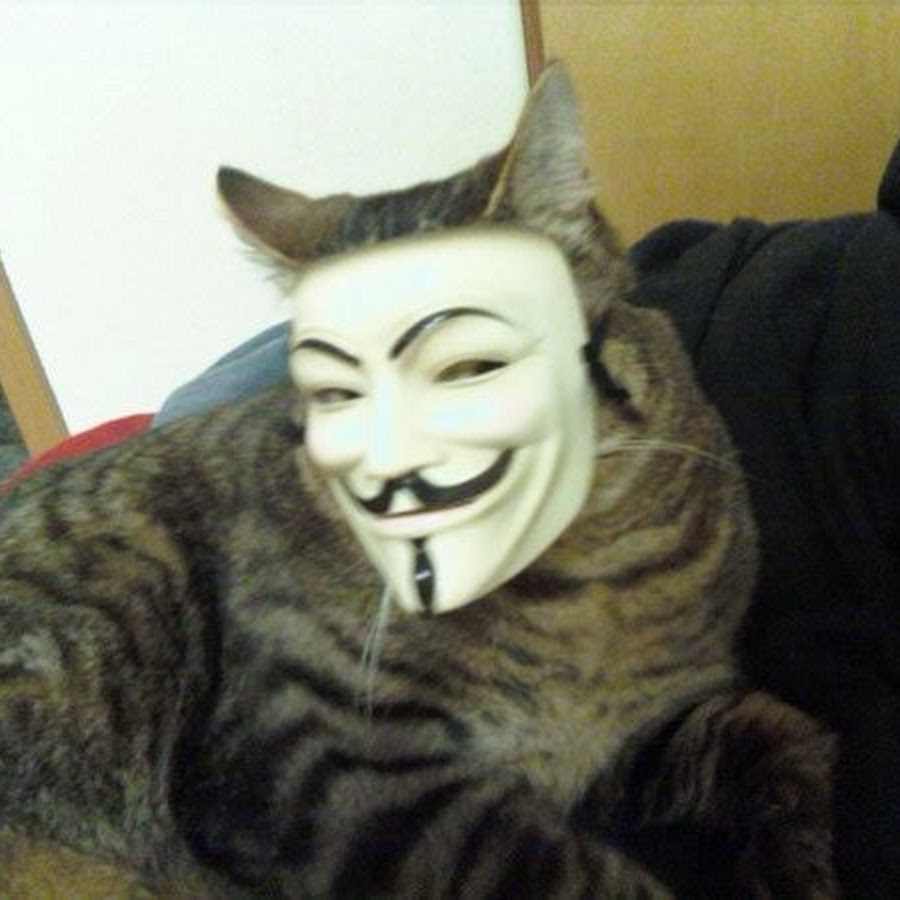 anonymous-cat-youtube