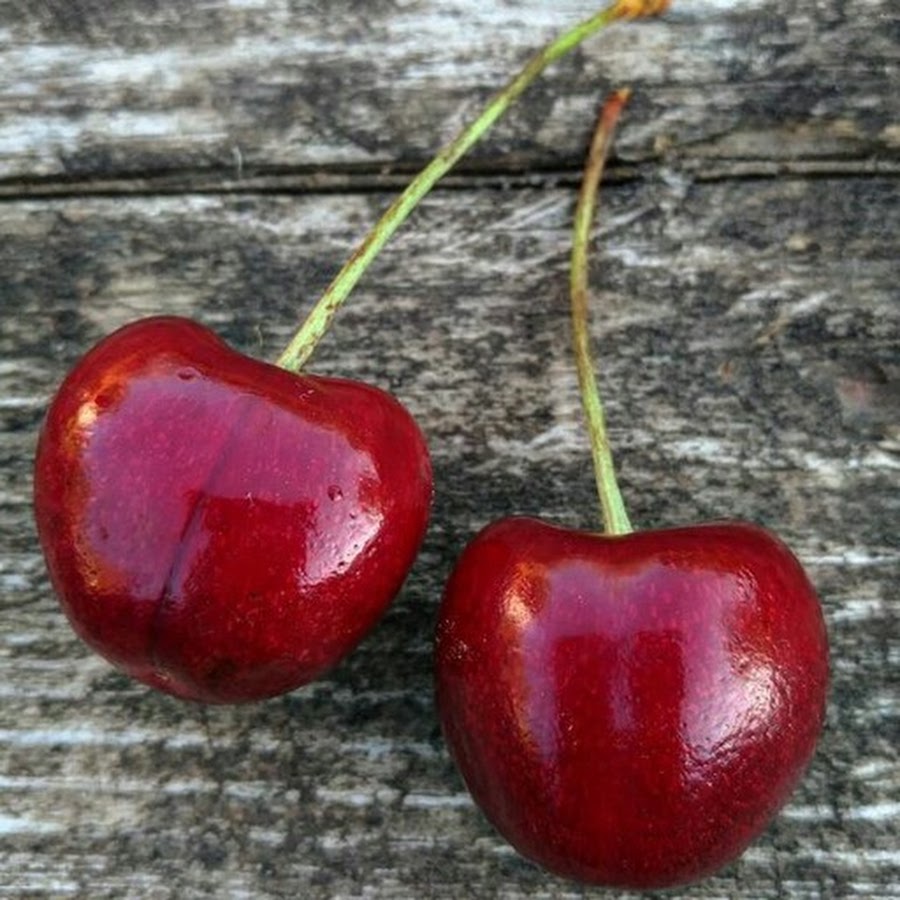 Вишня вишня ютуб. Черевишня краса севера. Красивые вишенки. Плодоножка черешни. Черри вишня.