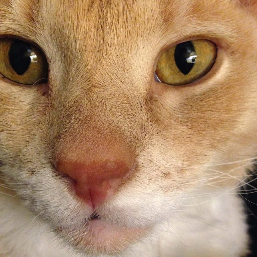 Orange cats 