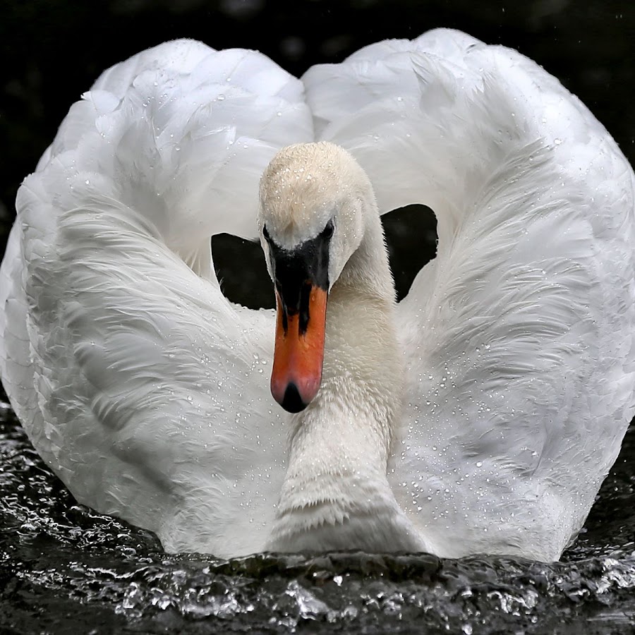 Swans группа. Swan. Swan Wings тюльпан. Светарик Сван.