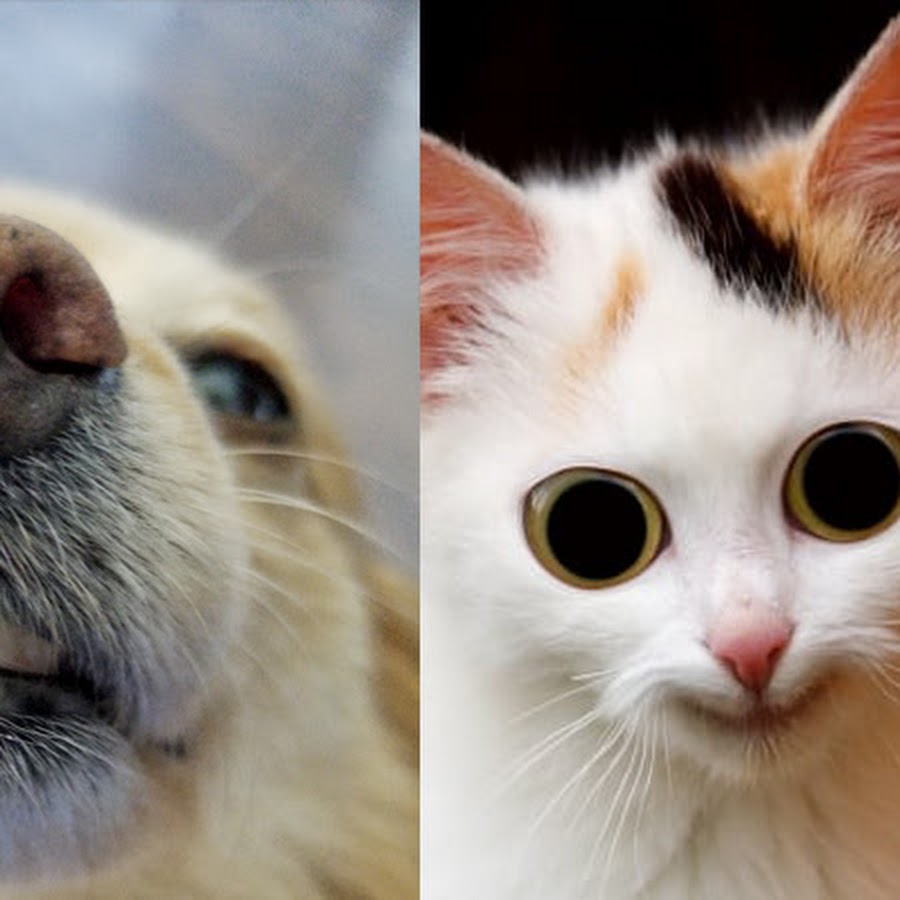 Animals' Funniest 