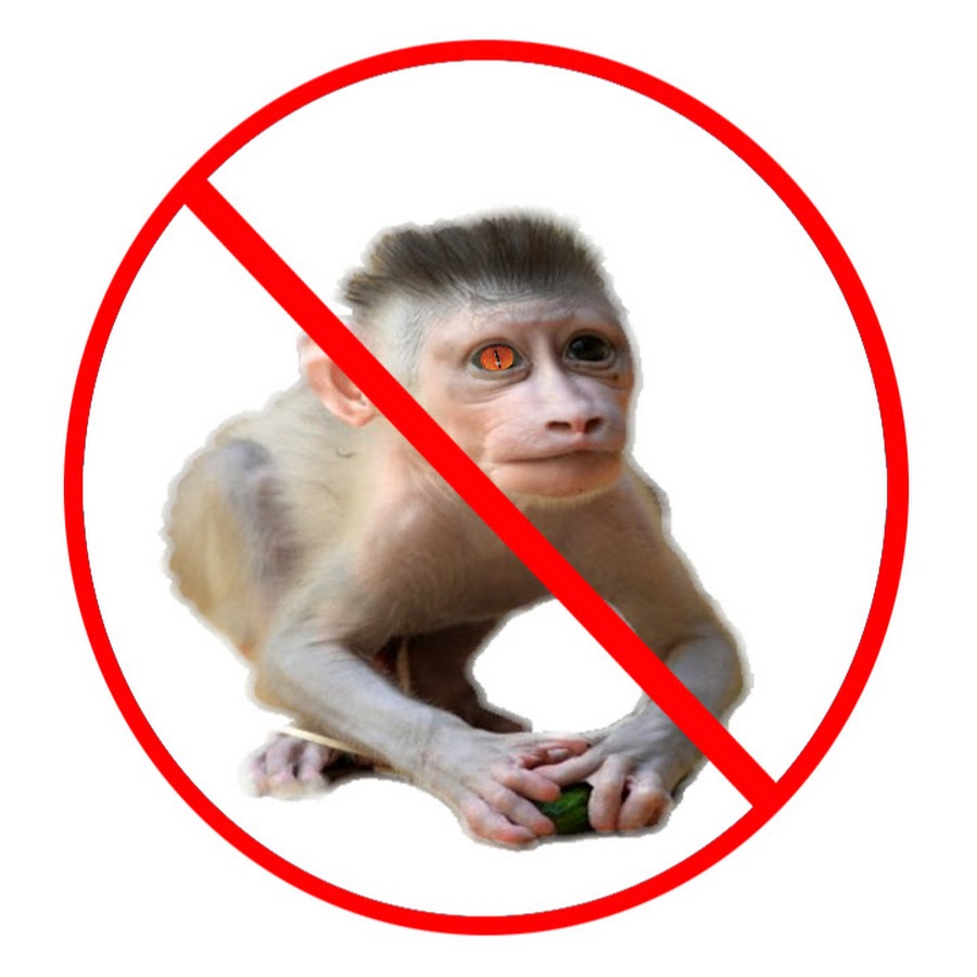 Айчувава no monkey. Айчувава no monkey. Смешные животные. Pet monkey. Angry monkey.