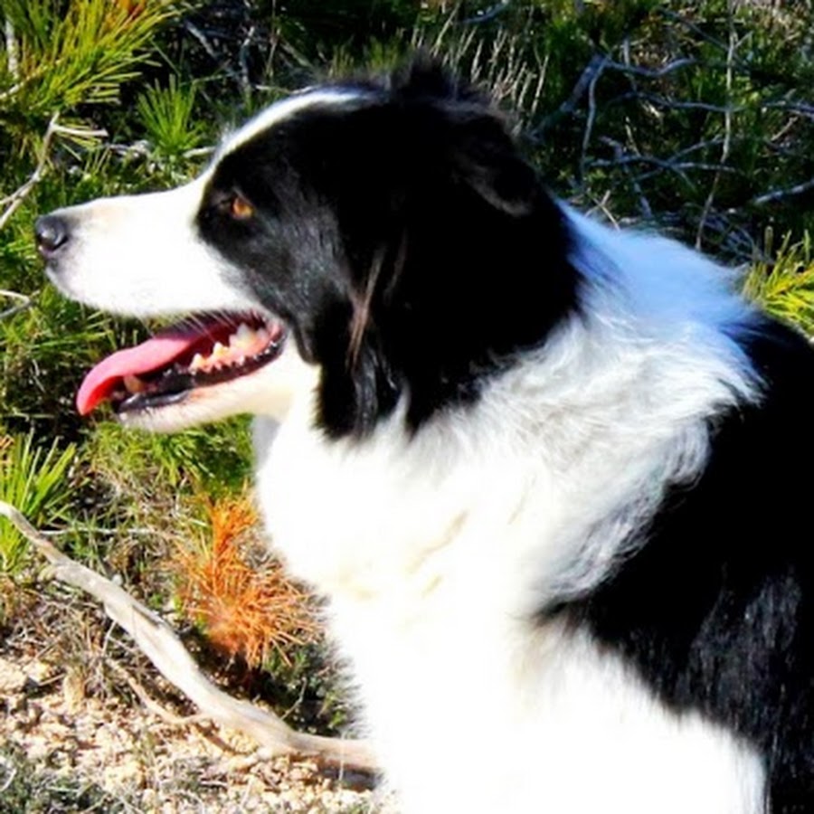 Border Collie Kennel "Work & Beauty" YouTube
