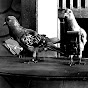 Pigeon Hurlant-FPV