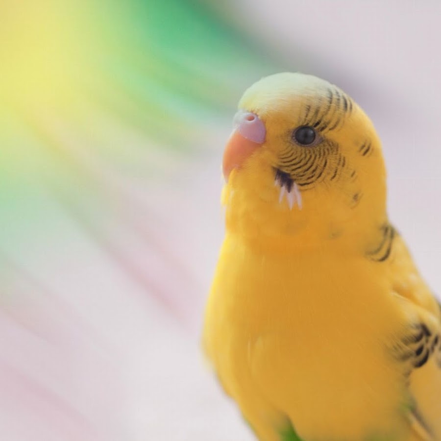 Happy-chan the bird - YouTube