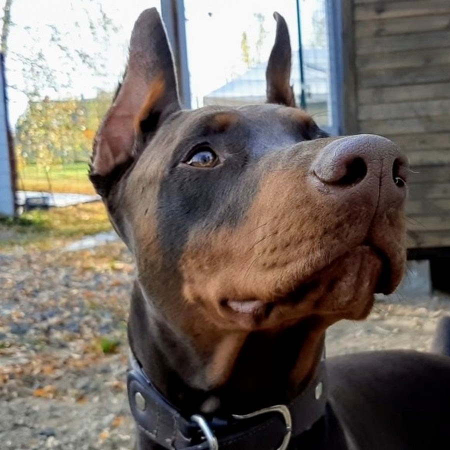 Ксю и питомцы YouTube