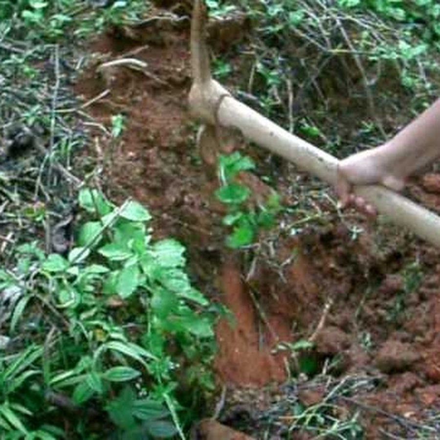 Carlos Acevedo - YouTube