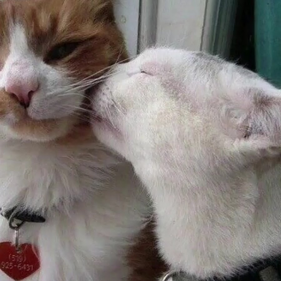 Тьмок. Тьмок котики. Кот целует. Котики целуются. Кот с поцелуем.