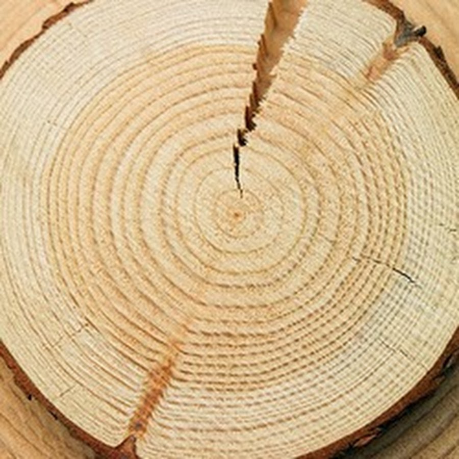 Как засушить дерево на корню без спила. Трещины усушки древесины. Срез дерева. Сруб дерева. Срез бревна.