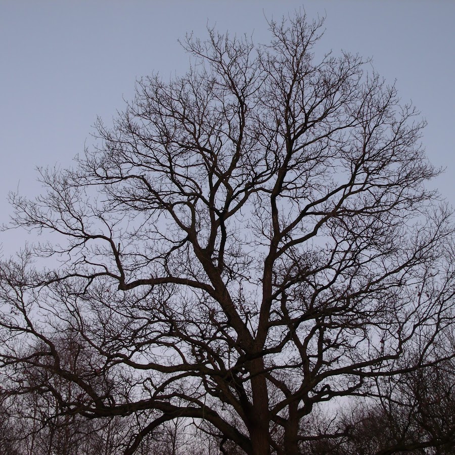 Der Waldschrat - YouTube