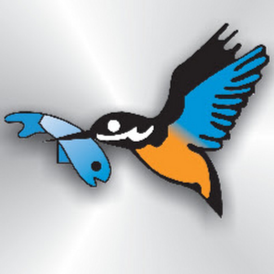 The Kingfisher Fishing 