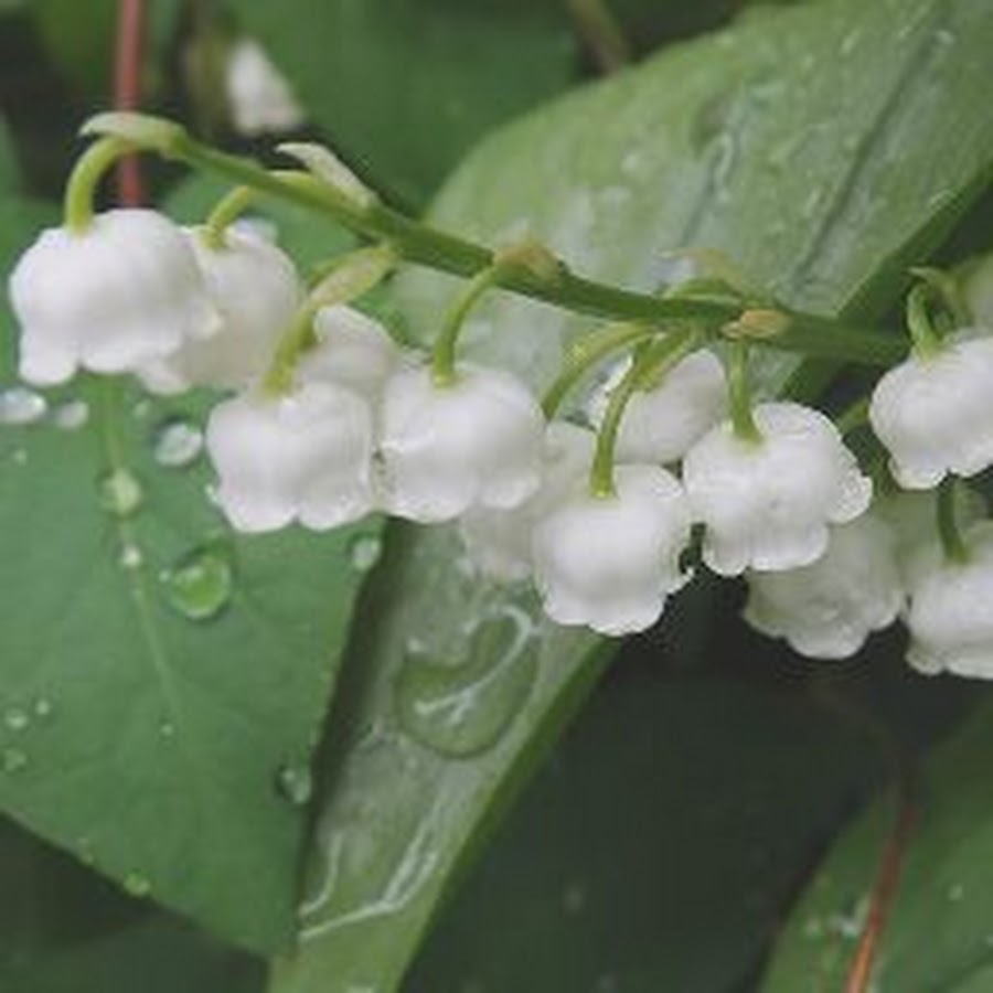 Crush Thy Flowers YouTube