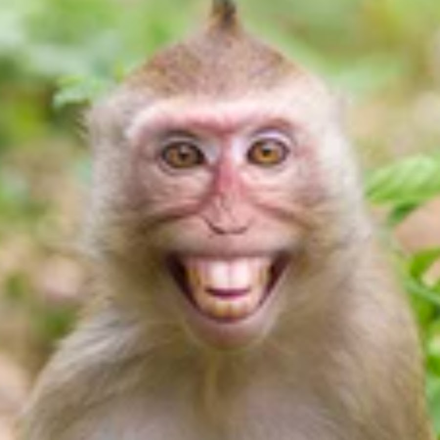 Pineapple Productions YouTube