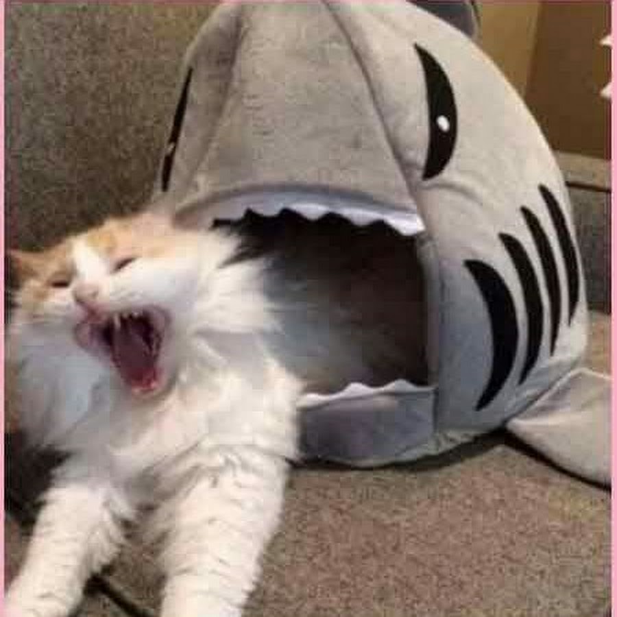 victoria Reyes - YouTube