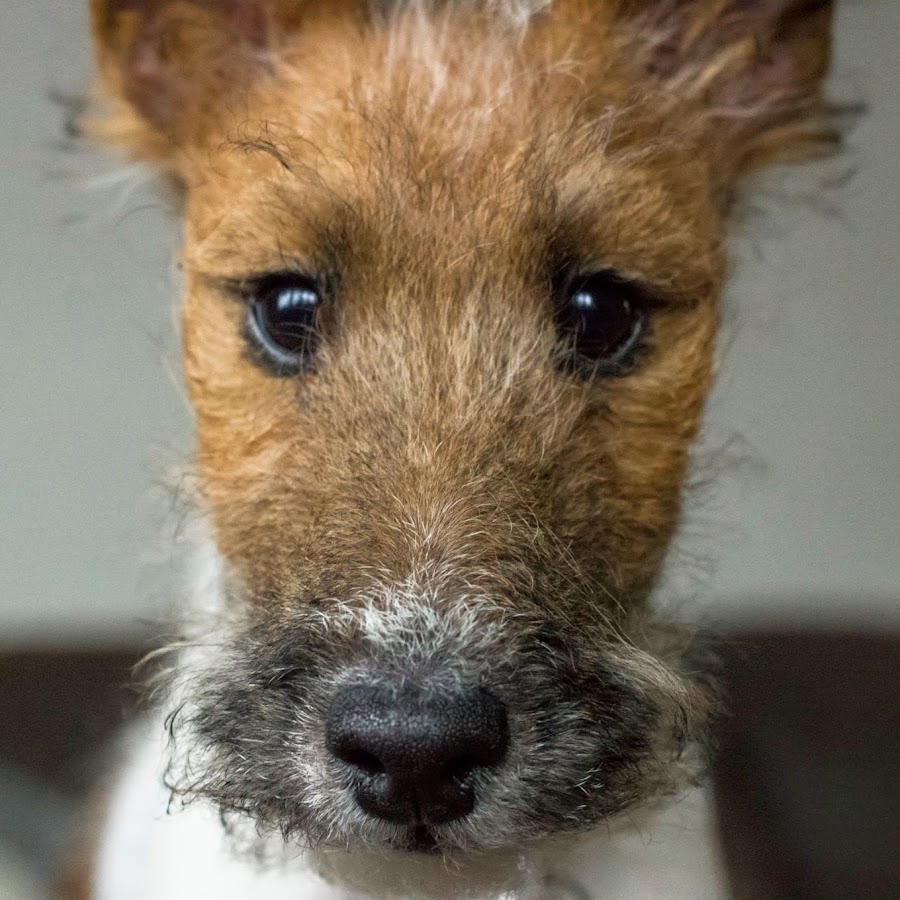 Ginger The Wire Haired Fox Terrier YouTube