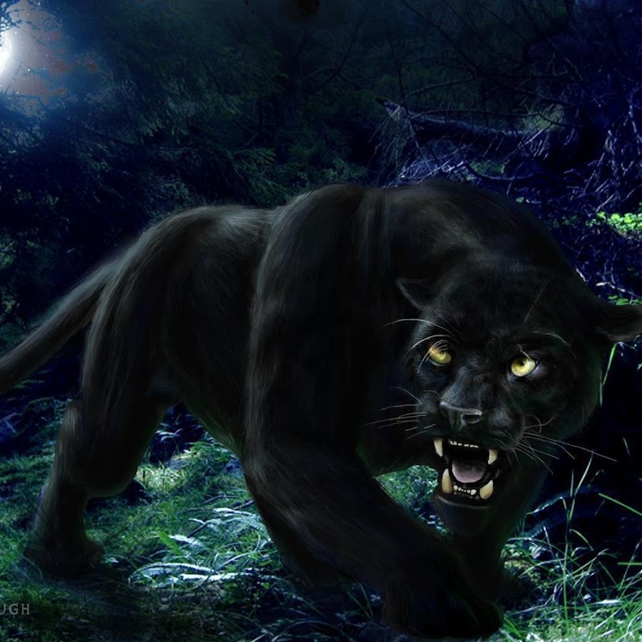 Свирепая чёрная пантера