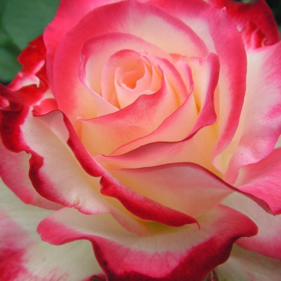 Musique En Roses YouTube Musique En Roses YouTube