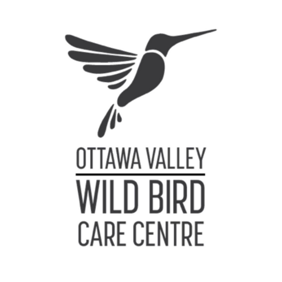 Ottawa Valley Wild Bird Care Centre YouTube