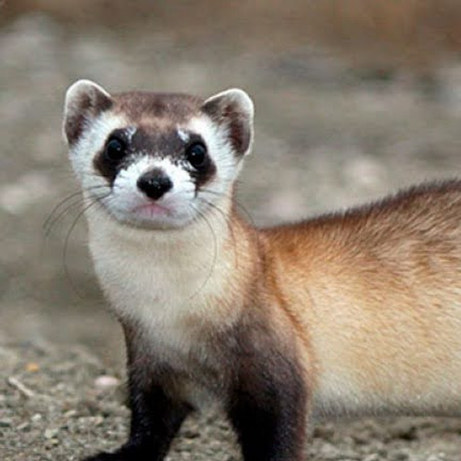 Garage Party 52 - YouTube