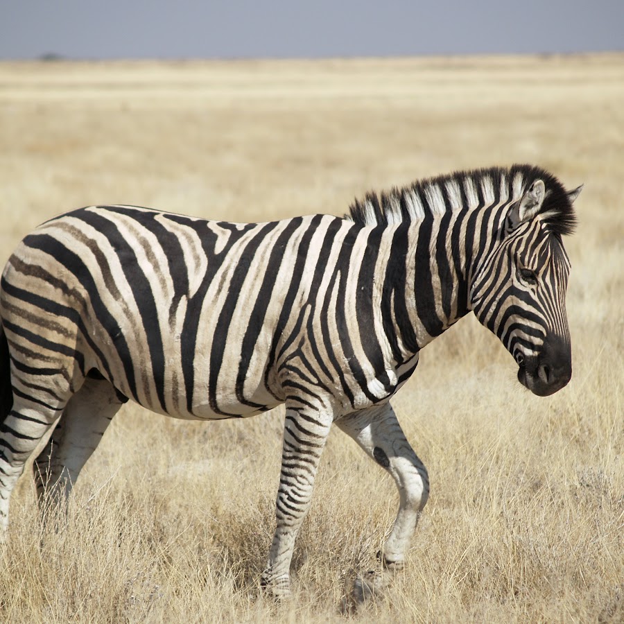 Zebra Queen - YouTube