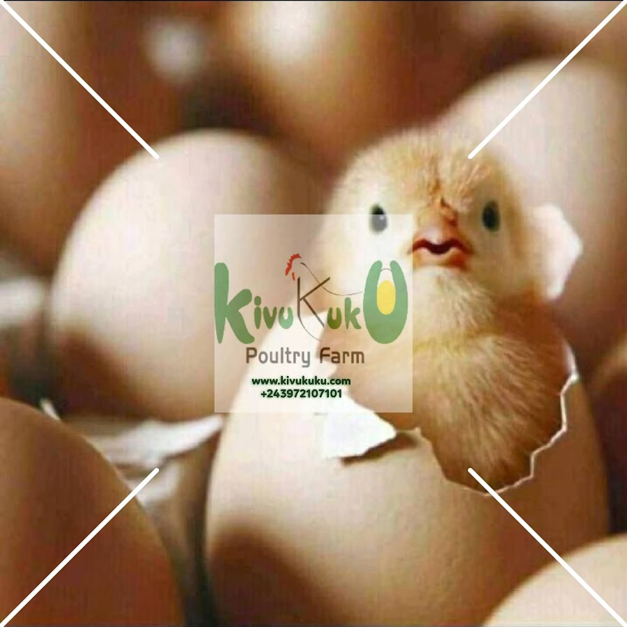KIVU KUKU POULTRY FARM YouTube