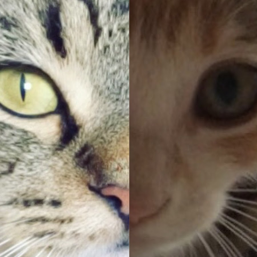 Bir Pisi Bir Kedi YouTube