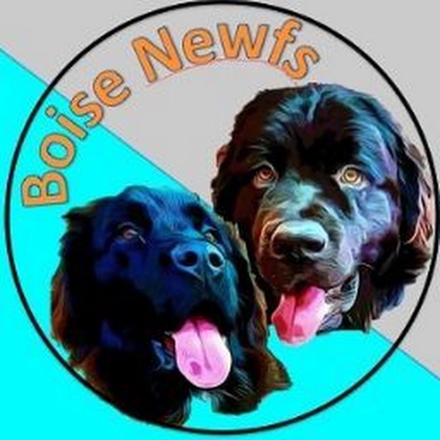 baloo and miss bianca the newfies - youtube