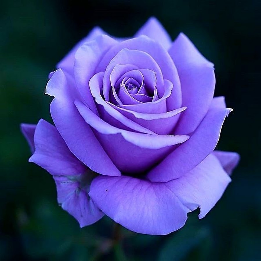 Lavender Roses YouTube