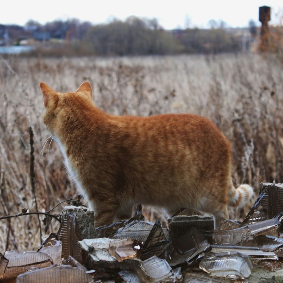 Lemonade_Cat YouTube