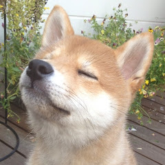 わんわんにゅーす