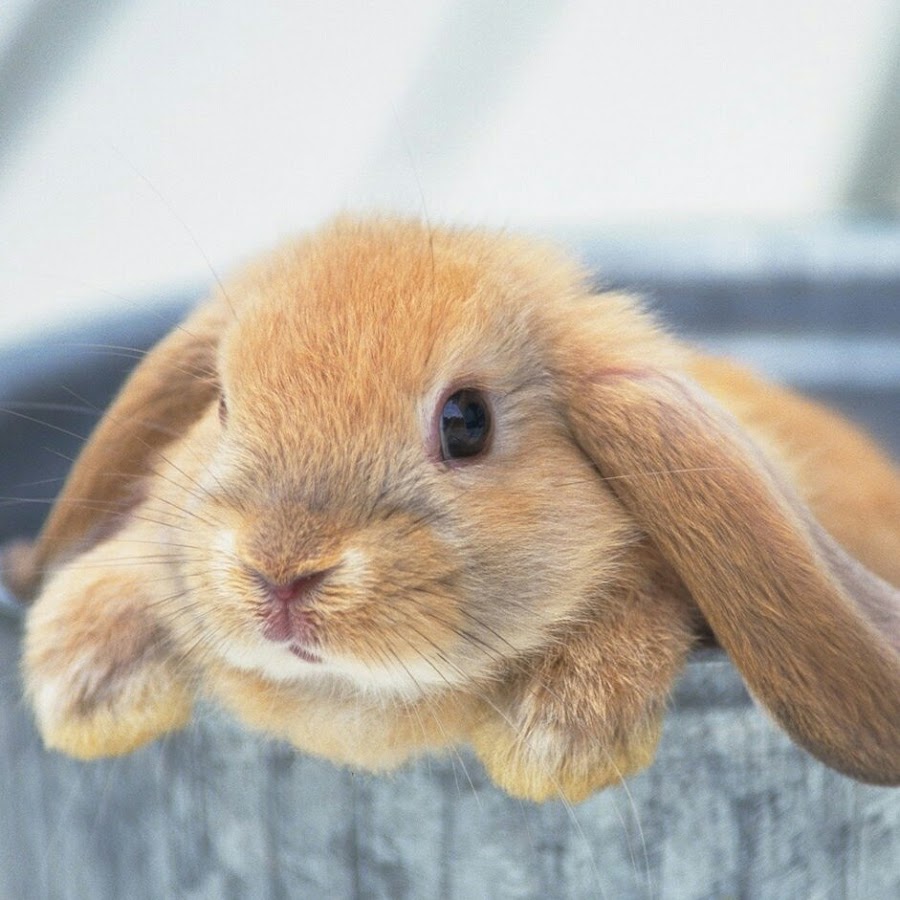 кроля роля - YouTube