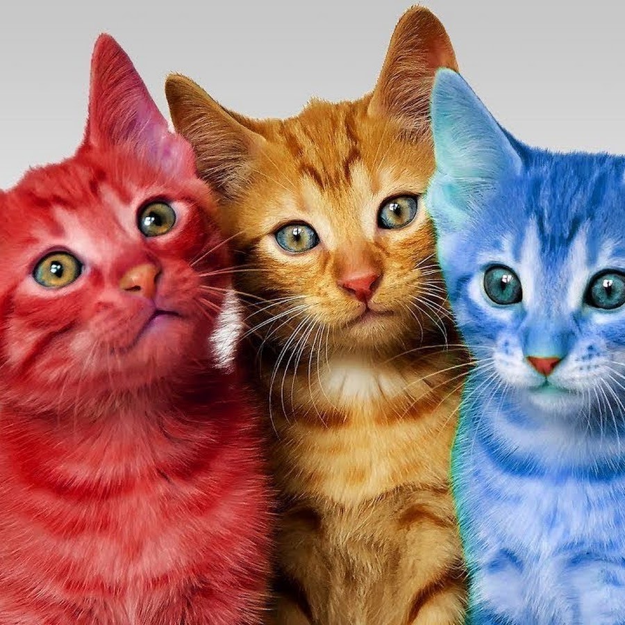 Цветные картинки кошек. Разноцветные котята. Разноцветная кошка. Кошечки разноцветные цветные. Красивые кошки разноцветные.