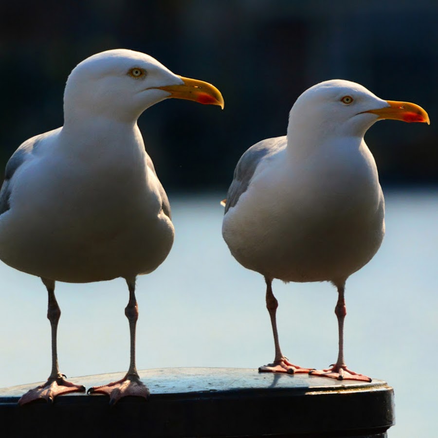 Чайка фотоаппарат примеры фото. Чайка в природе. Чайка волжский. Глаз чайки. Чайка мат сэм сонгвиттая.