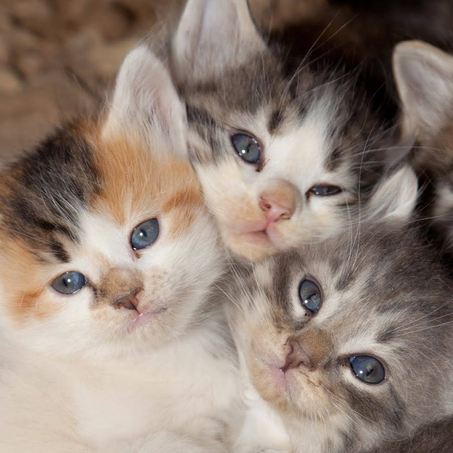 mudesar Shakur - YouTube