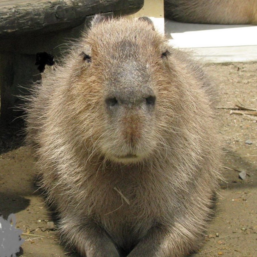 Capybara Research - YouTube