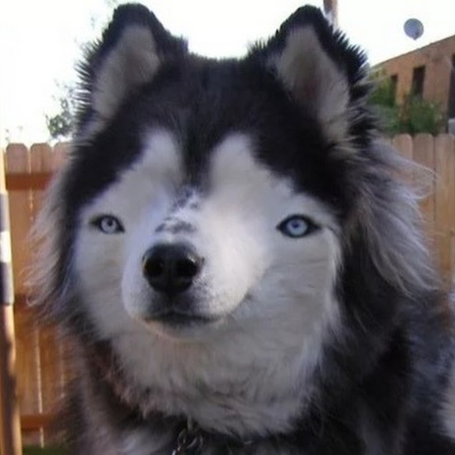 Comunidade Steam :: Guia :: RUS Как запустить NFS Paybaack ENG How to launch NFS