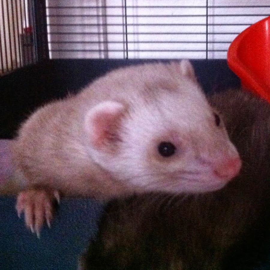 Ferrets Kingdom YouTube
