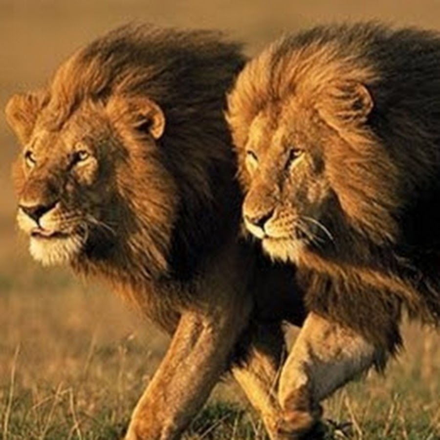 lionmaker jr YouTube