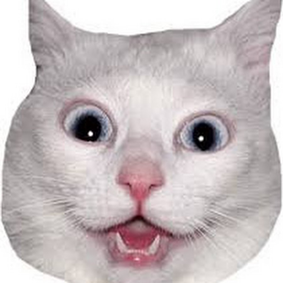 Cat meme png. Котик на белом фоне. Cat meme png. Орущий кот. Грампи кэт.