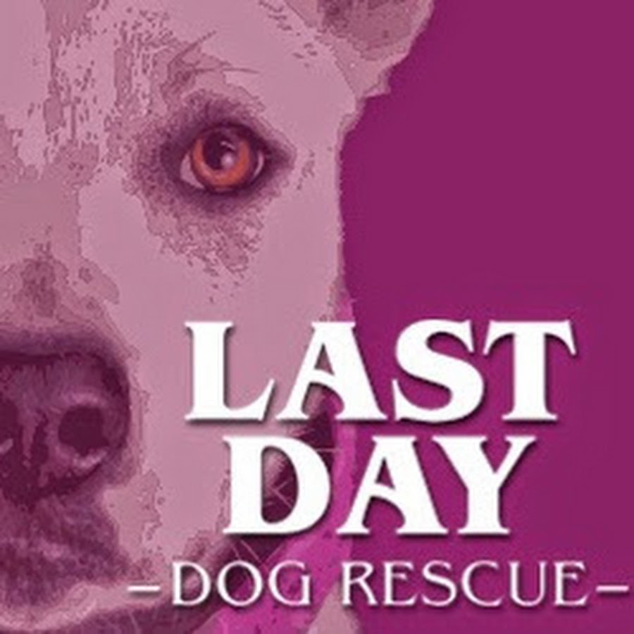 Last Day Dog Rescue YouTube