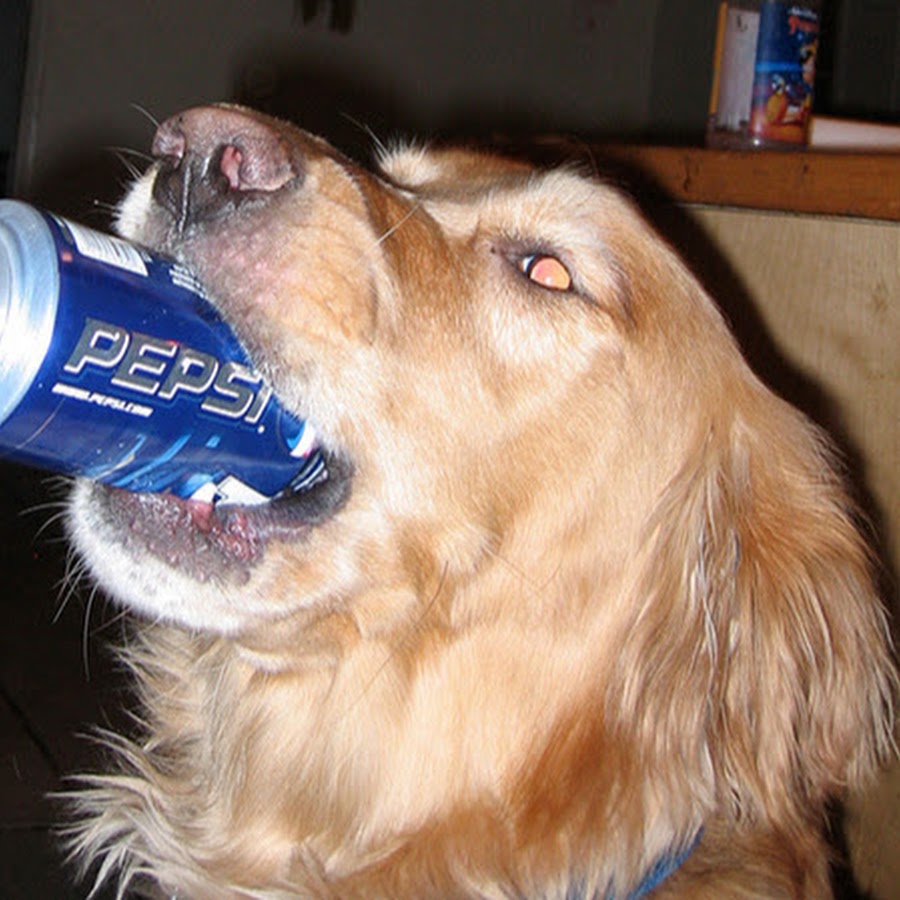 Pepsi Dog YouTube